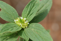 Mitracarpus villosus